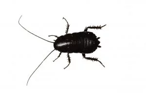 Tipo de cucaracha en España (Blatta orientalis) | Exprodim