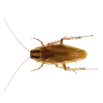 Tipos de cucaracha en España-Cucaracha germánica | Exprodim
