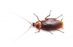 Tipo de cucaracha en España (Periplaneta Americana) | Exprodim