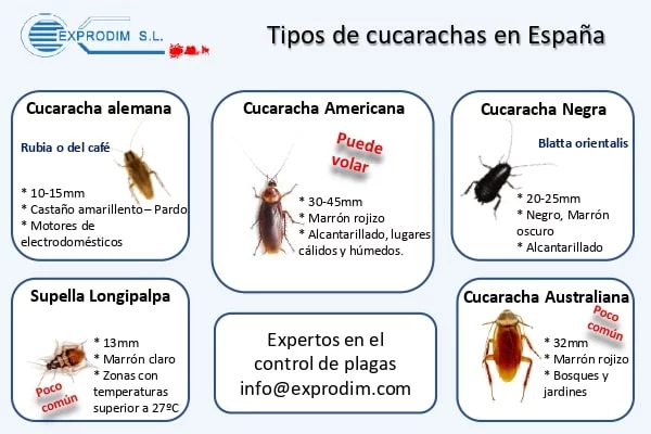 Tipos de cucarachas en España | Exprodim