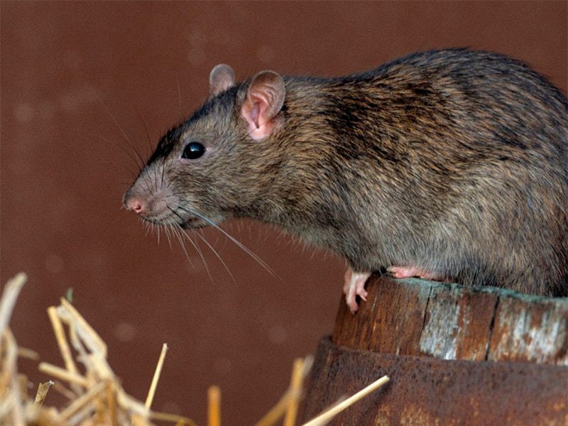 Eliminar Ratas | Exprodim