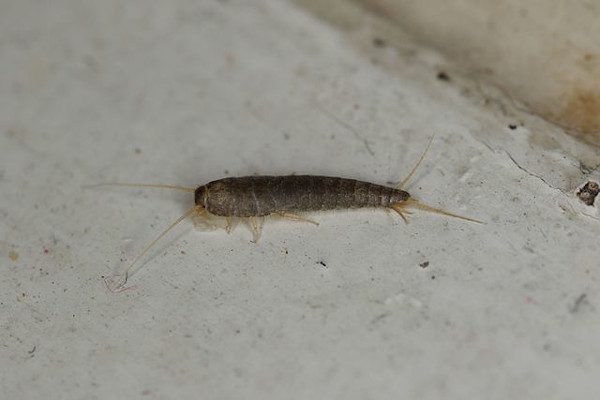 Pececillo de plata en el suelo | Exprodim