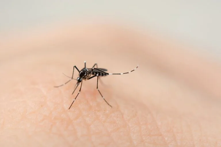 plaga de mosquitos | Exprodim