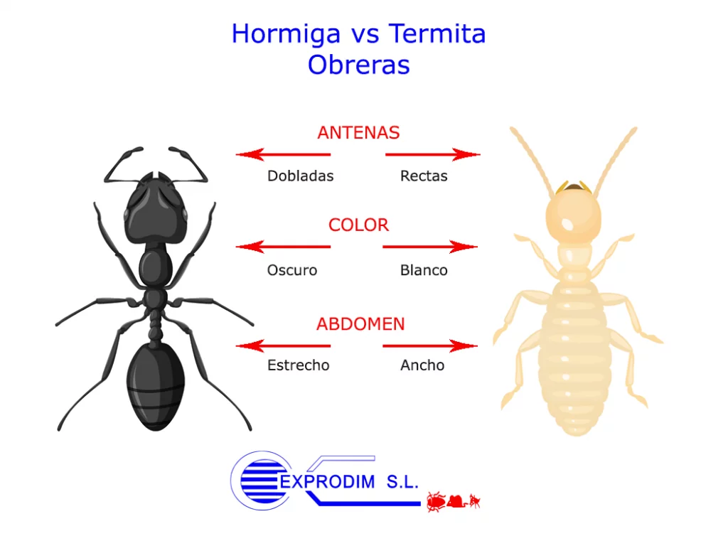 hormiga_termita_obrera