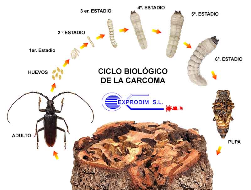 Carcoma_Ciclo_biologico